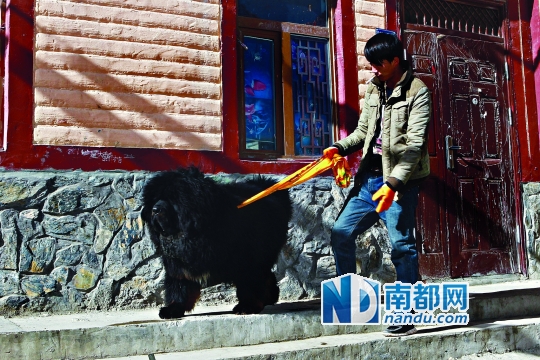 牧民洛桑和他的藏獒“神獸”,今年黑色的藏獒不是很流行,因此仍未售出。