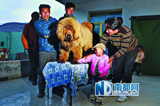 牧民白瑪更松一家和剛剛9個(gè)月的小獒“三江一號(hào)”。為了養(yǎng)獒,白瑪已經(jīng)欠下了45萬元債務(wù)。